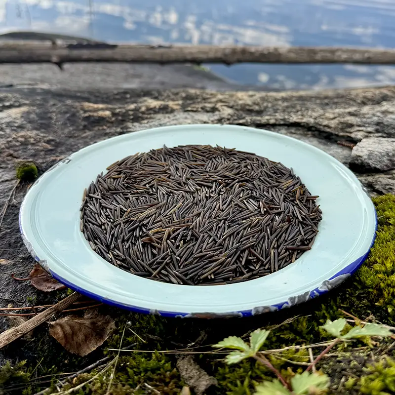 Uncooked Canadian long grain wild rice displayed in a bowl outdoors beside the lake